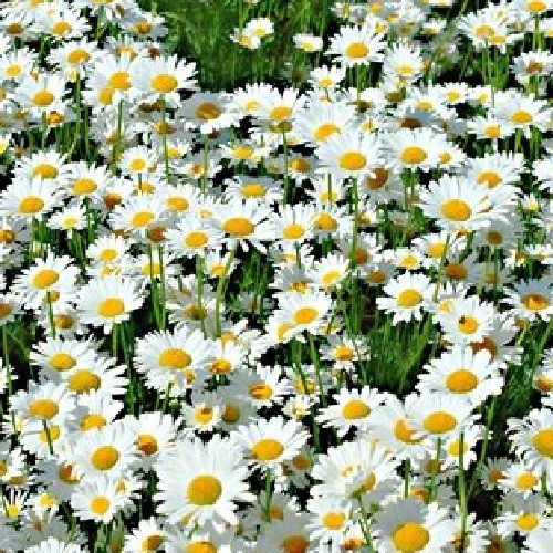 1,000 Shasta Daisy Flower Seeds Chrysanthemum Maximum Perennial All US Zones