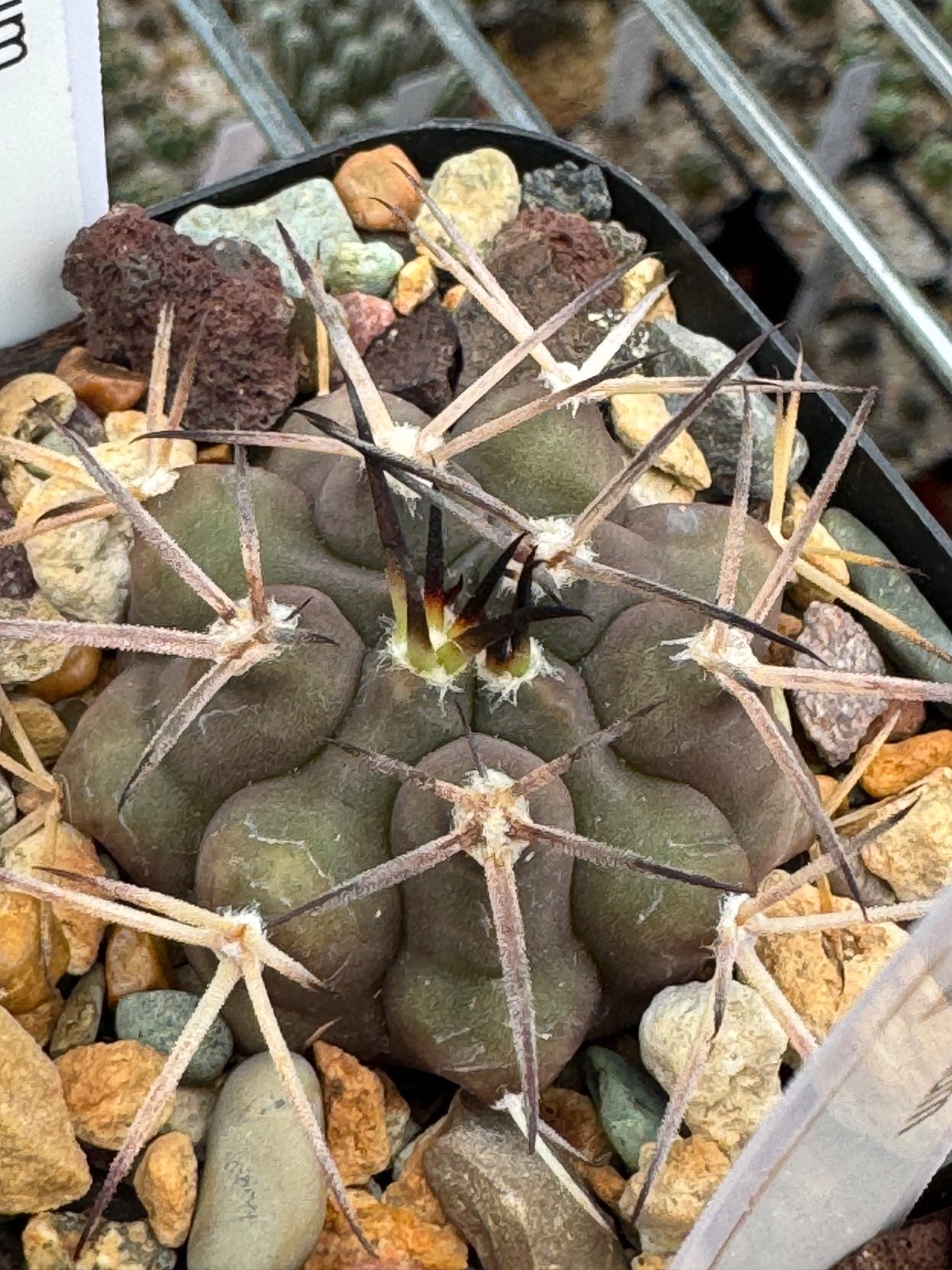 Gymnocalycium delaetii Dark Form Rare Cactus Plant