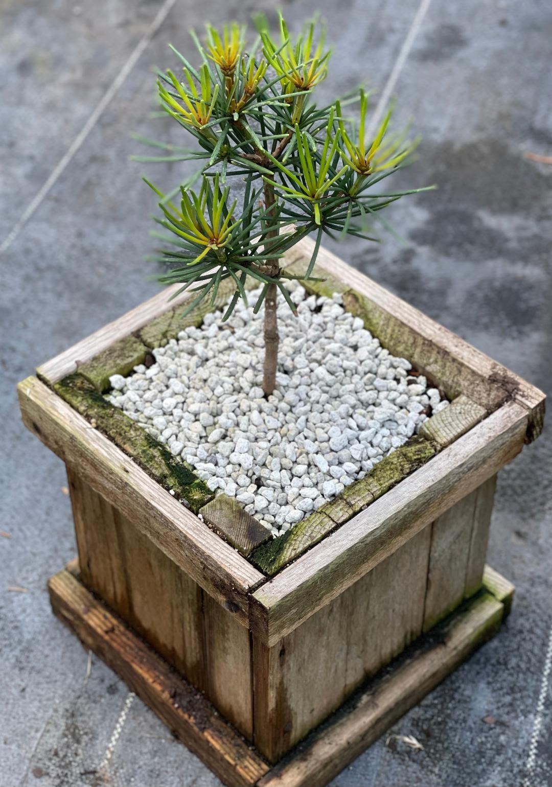 Sciadopitys verticillata ‘Green Cushion’ (Green Cushion Umbrella Pine), Rare!