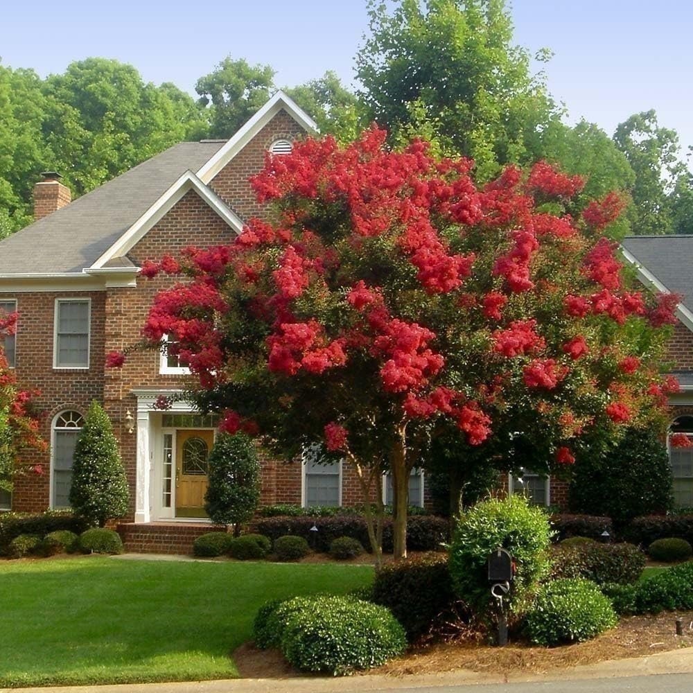 Crape Myrtle Dynamite Red | 2 Inch | Lagerstroemia indica | Flowering Tree
