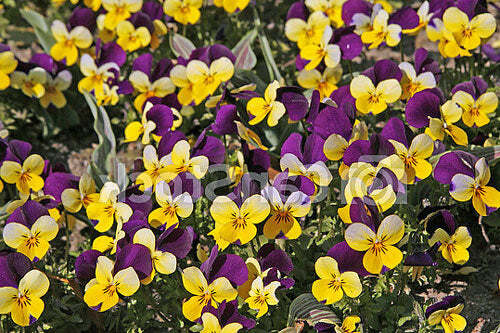 Viola cornuta | Johnny-Jump-Up | Violet-Yellow | 100 Seeds