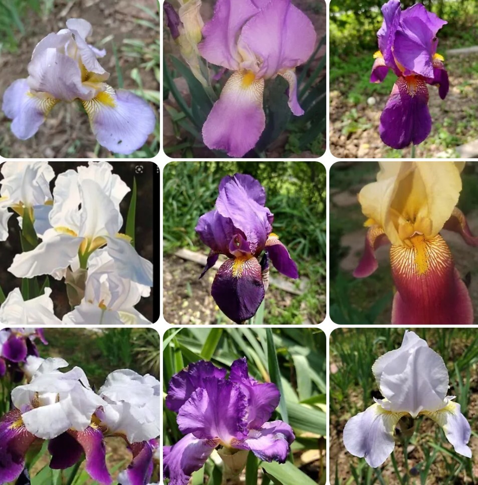 6x FRESH MIXED VARIETIES/COLORS BEARDED IRIS Bulbs/Rhizomes FRESH