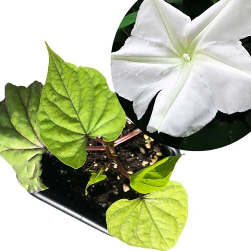Smoke Camp Crafts Live Organic Moon Flower Plant (Ipomoea alba) in 2.5 inch Pot