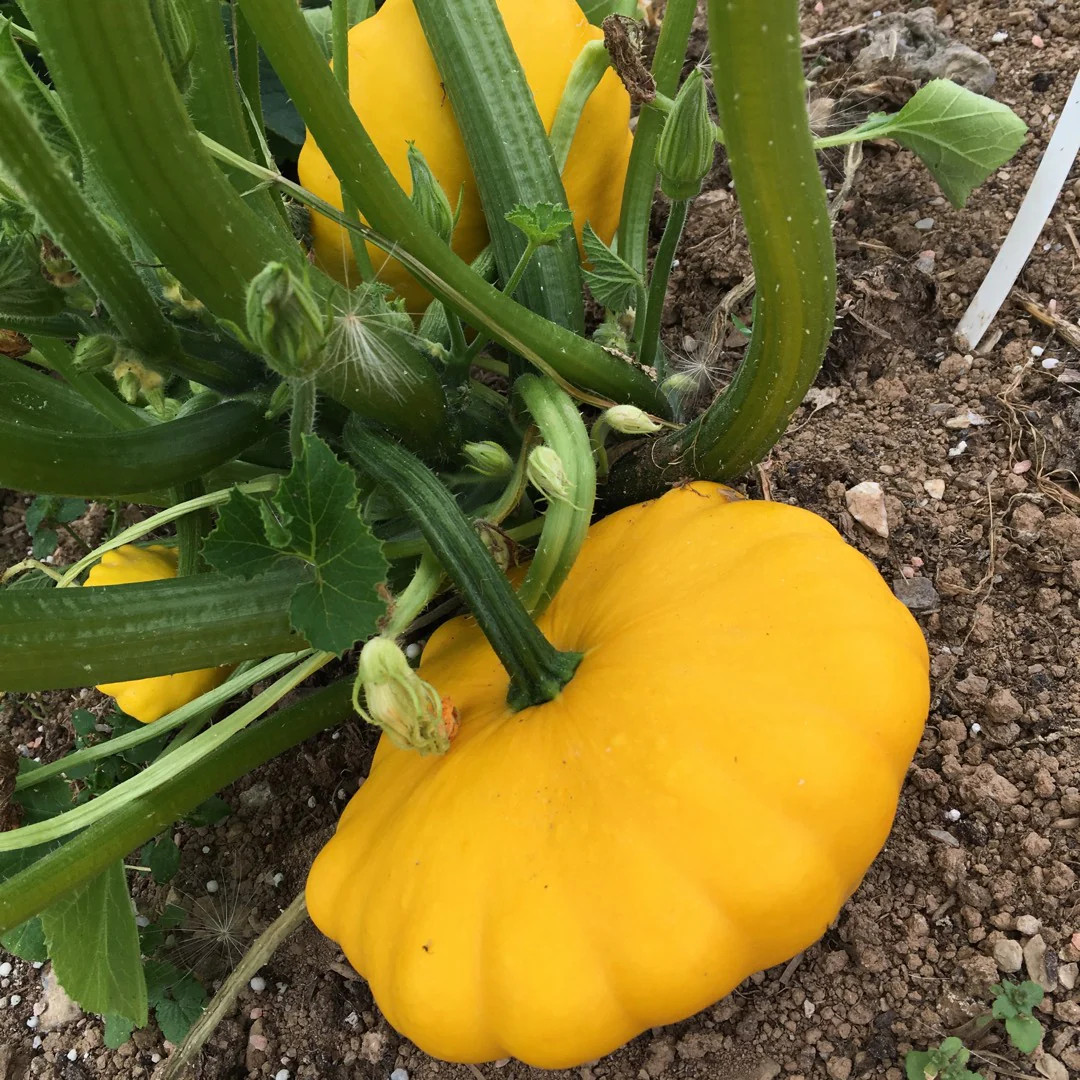 Sunburst Yellow Patty Pan Seeds | Bush Scallop Squash Golden Scallopini 2024