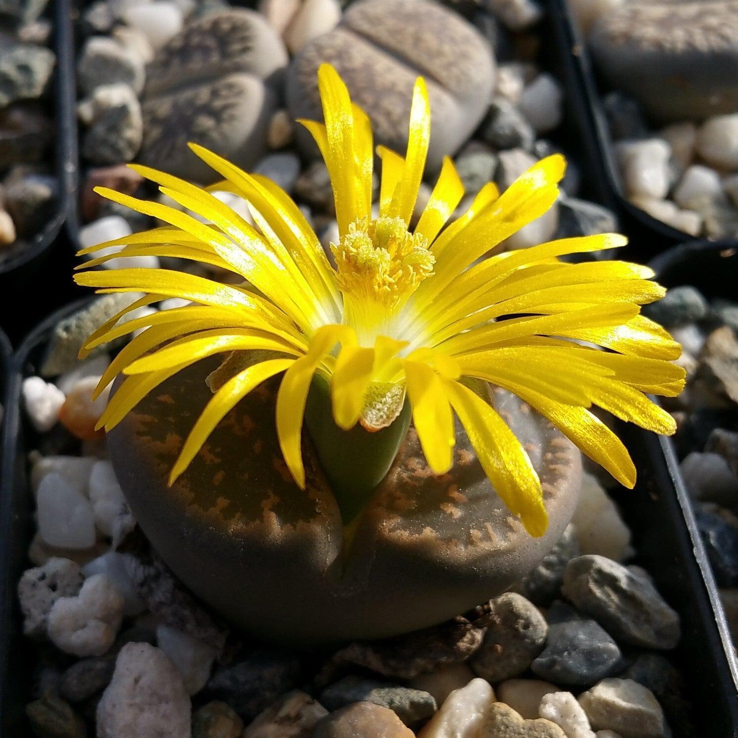 Lithops living stones cactus Cacti Succulent real live plant