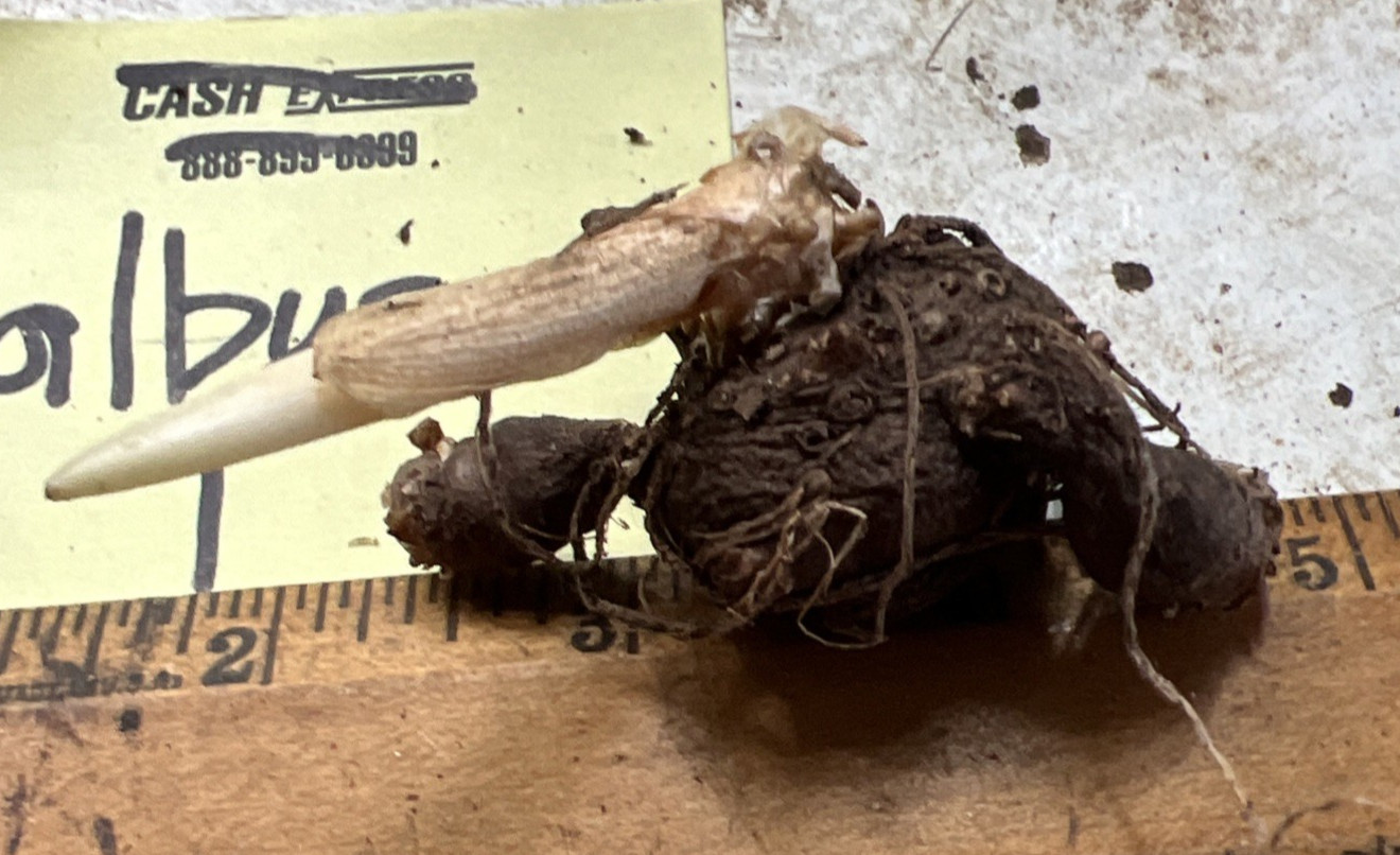 Amorphophallus albus #1 Voodoo Lily