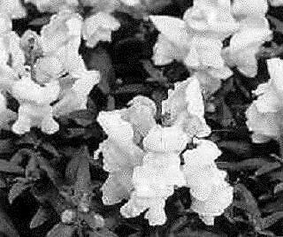 Snapdragon Montego White 1,000 seeds