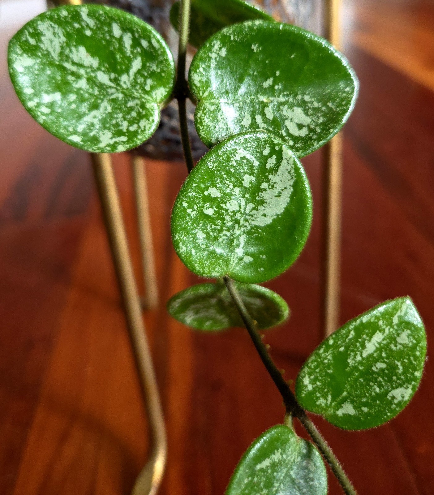 RARE Hoya Splashy Carnosa X Serpens 18″ Long No Monstera Philodendron Anthurium