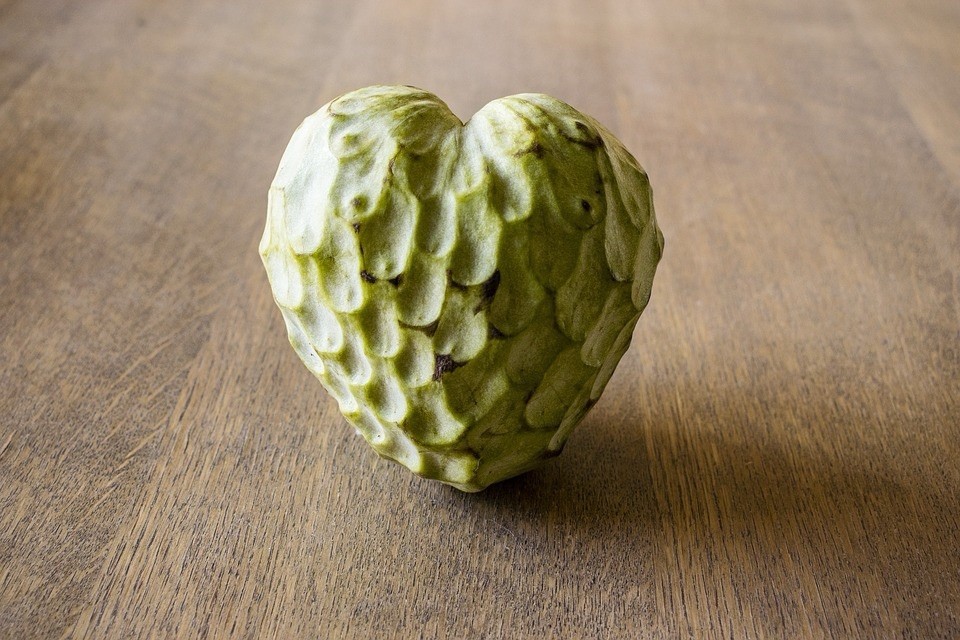 Custard Apple (Annona Reticulata) Chirimoya Heart live Fruit Tree 8in-12in
