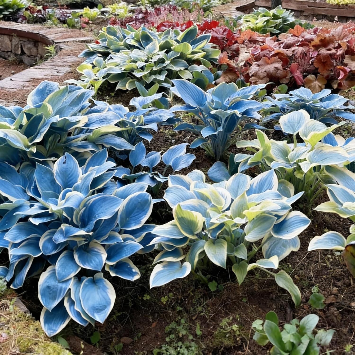 Mixed Hosta Seeds – 290+ Perennial Flower Plant Seeds for Shade Gardens