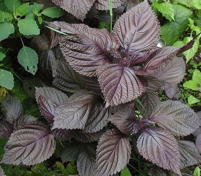 Live Purple Shiso Plants, Perilla, Beefsteak Well Rooted 6″+ tall Plant Herb