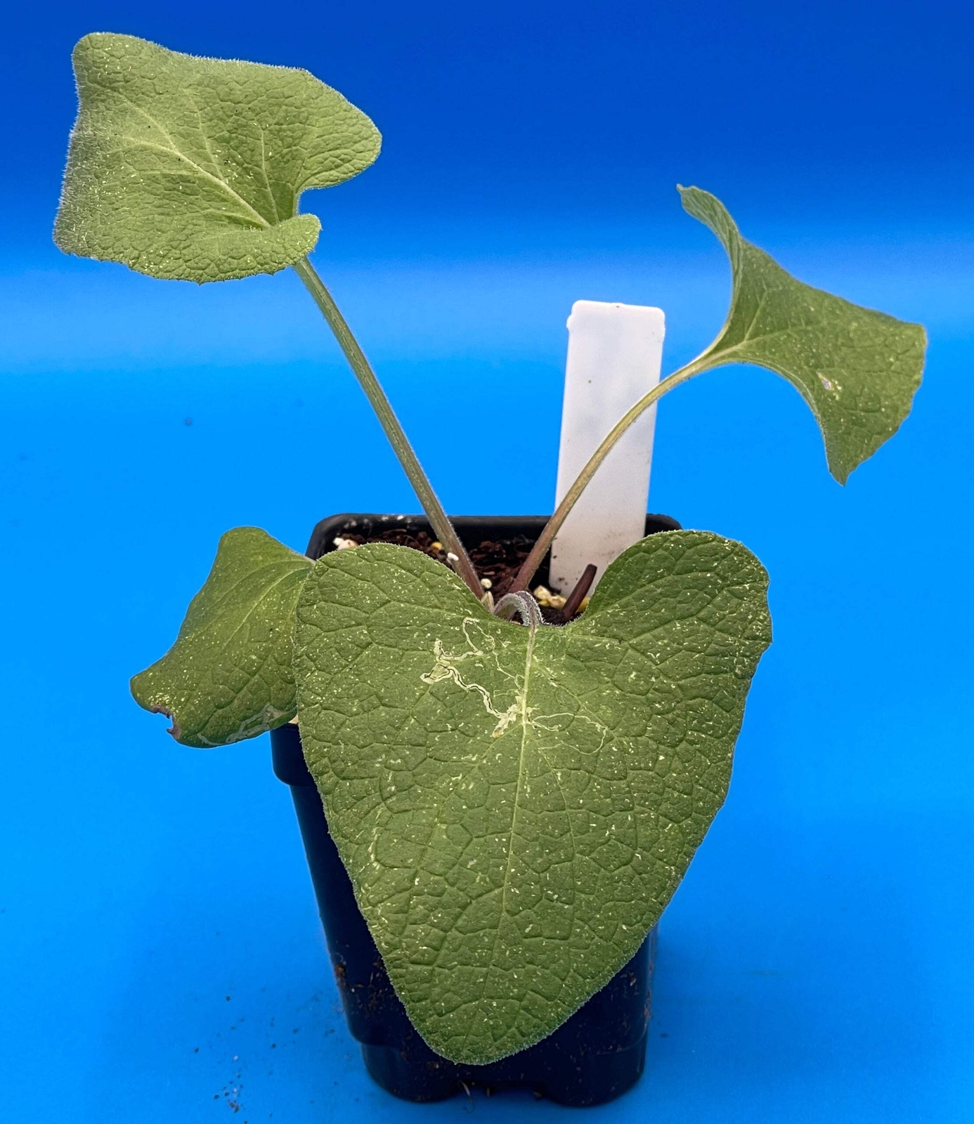Burdock Starter Plant – Gobo – Arctium lappa