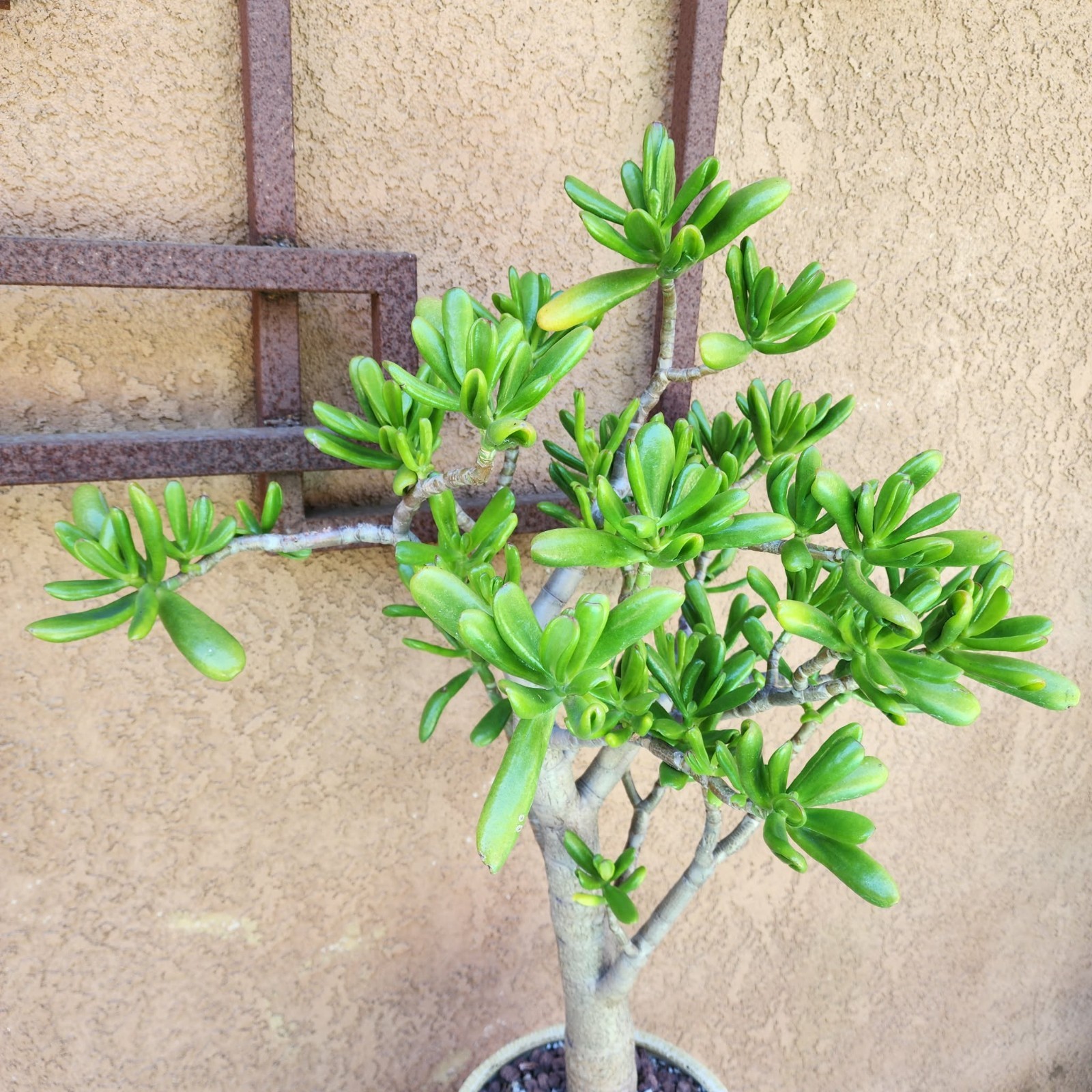 Crassula ovata ‘Gollum’ – Gollum Jade Tree Succulent – OLD – BIG! Exact 30″ Tall