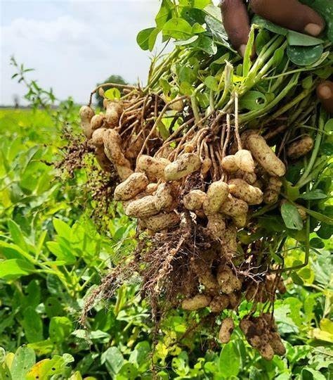 Red Peanut Seeds for Planting, 5 lbs, Treated, for Wildlife Plots or Eating