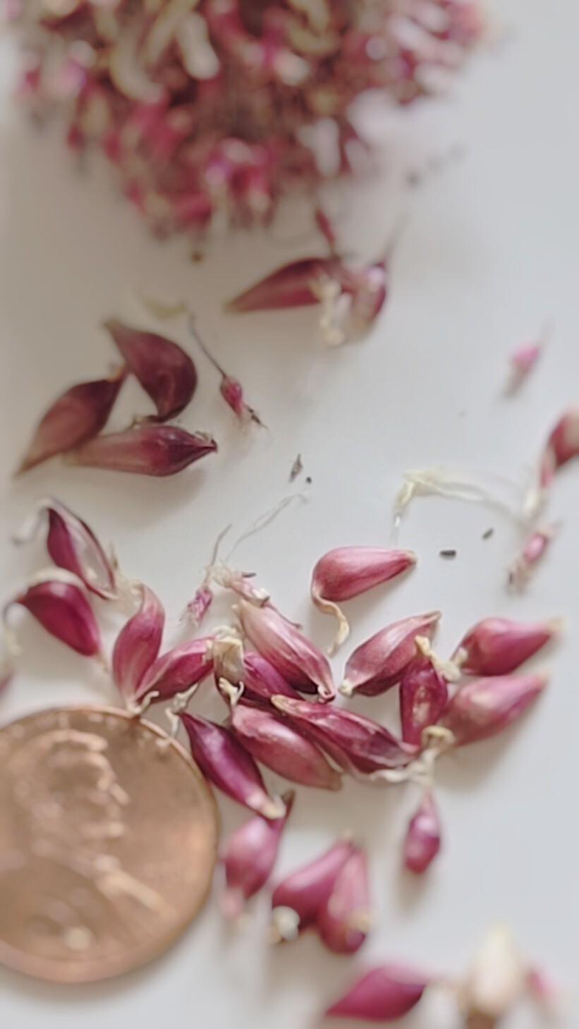 Organic Home Grown Italian Purple Garlic Bulbils (NOT BULBS) For Plant 200 Pcs