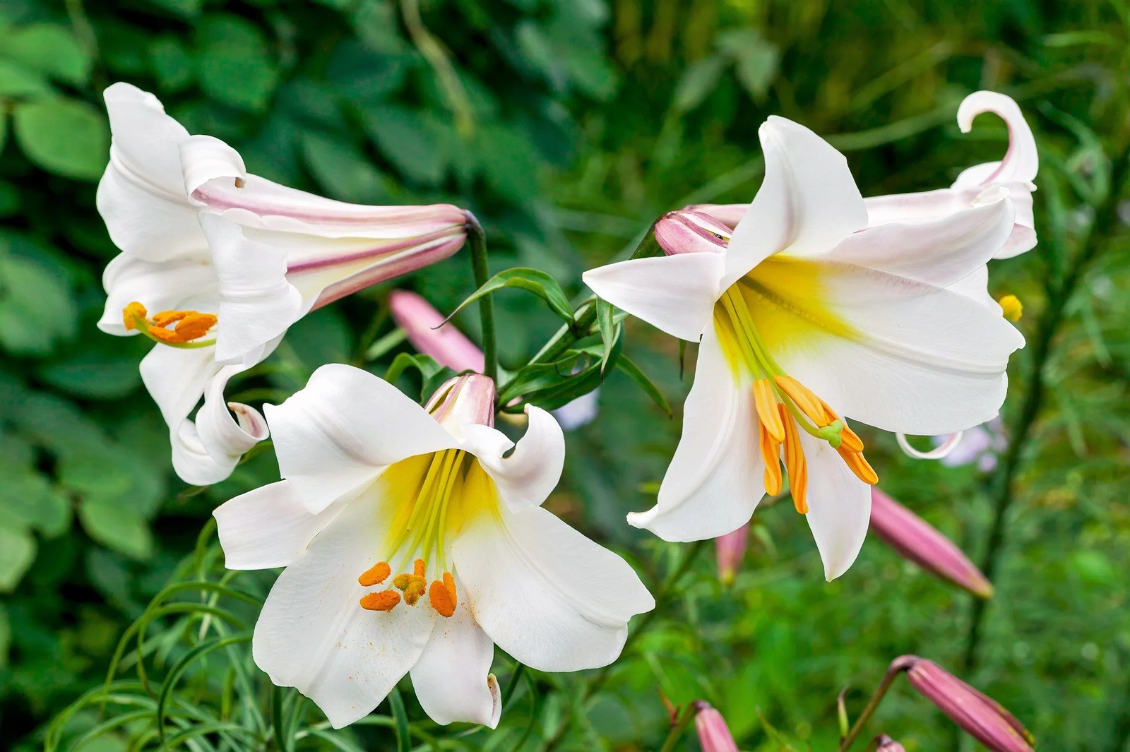 Lilium regale | Regal & Royal & Kings & Christmas Lily | 20_Seeds