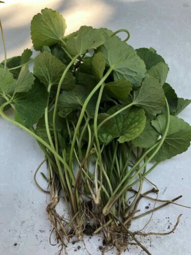 12 ( Fifteen) Pennywort Edible Rau Ma, Gotu Kola Centella Asiatica live plants
