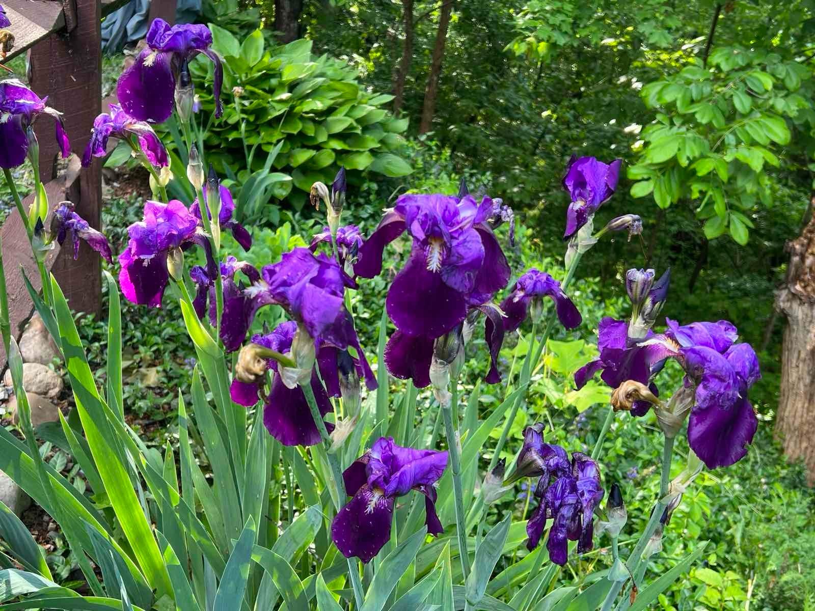 8x Iris Live Bulbs Mixed Varieties Tall 4 Purple+4 White Lavender Freshly Dug