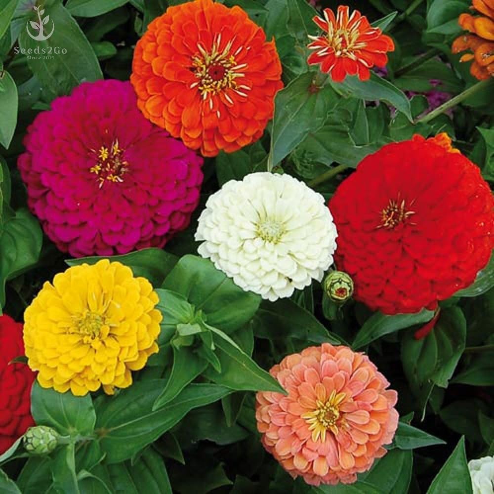 Zinnia – California Giant Mix – Orange,Pink,Purple,Red,Violet,White,Yellow