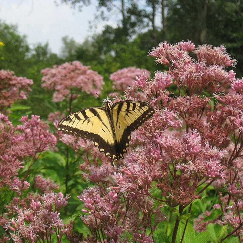 Joe Pye Weed SWEET Perennial Fall Planting Pollinators Butterflies USA 300 Seeds