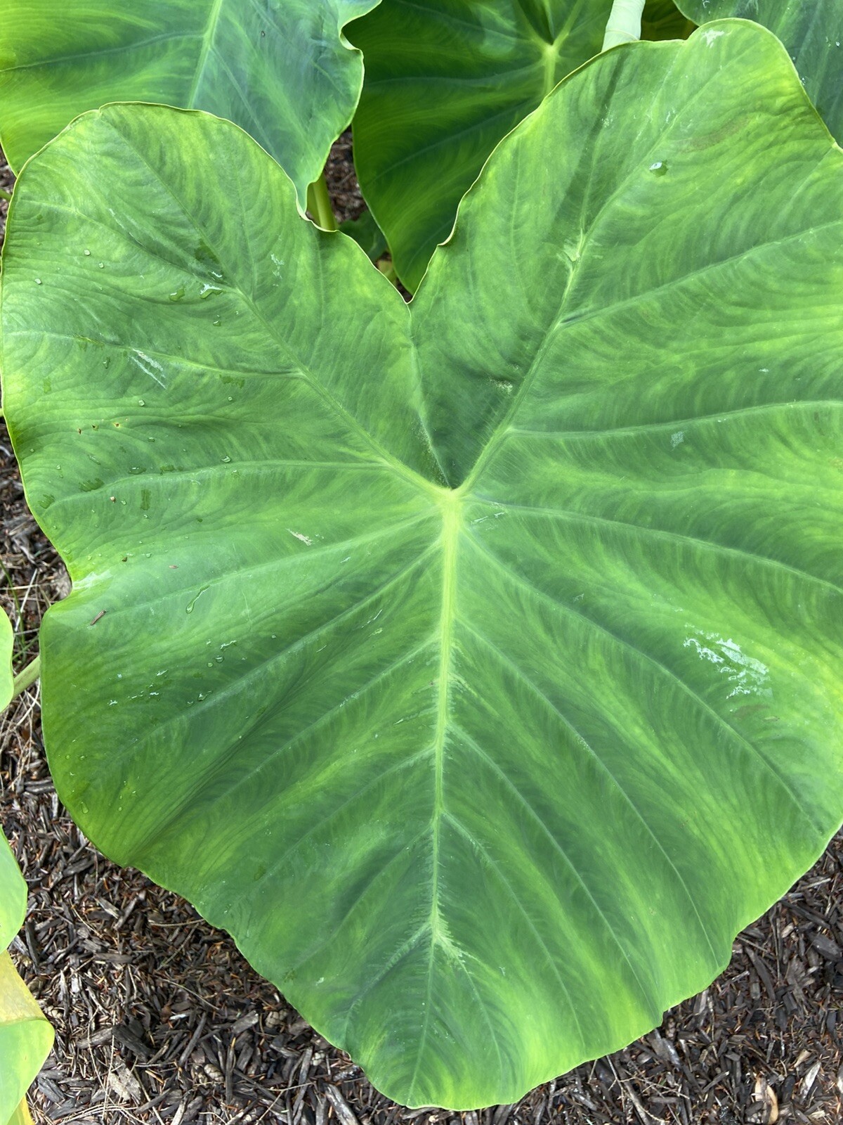 3 MEDIUM size Elephant Ear Bulbs….SPRING SALE!