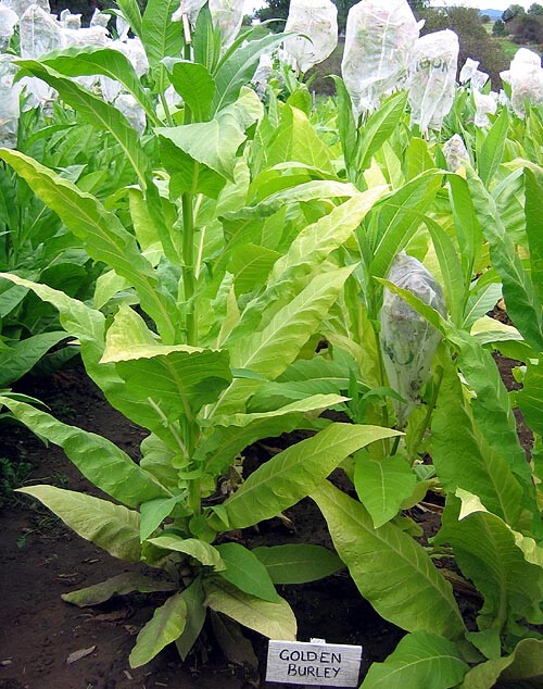 1000 Golden Burley Tobacco Seeds ~ Heirloom Nicotiana Tabacum ~ Flavorful