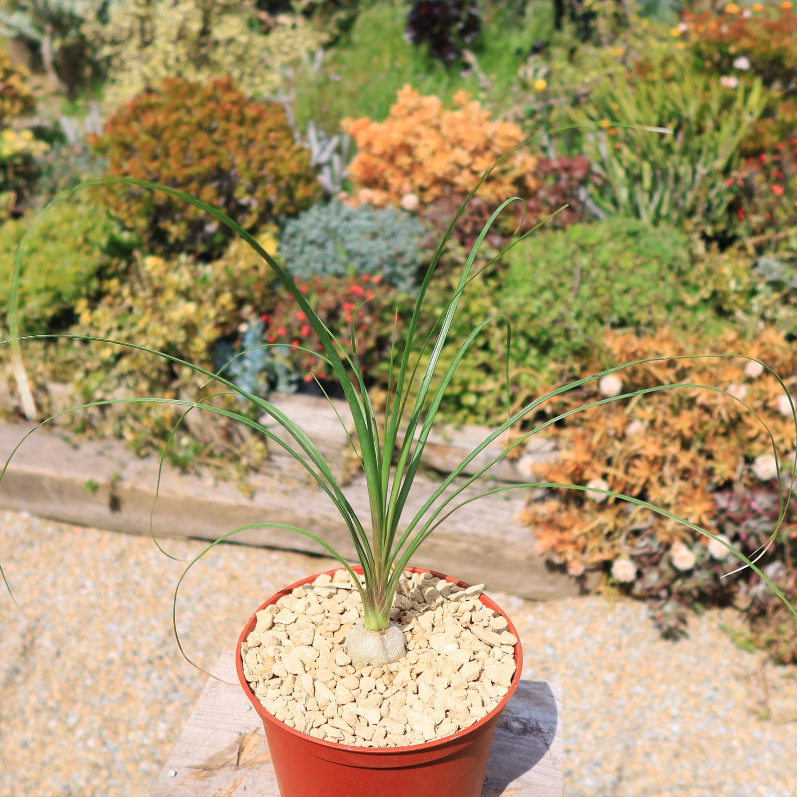 Ponytail palm ‘Beaucarnea recurvata’ cactus Cacti Succulent real live plant