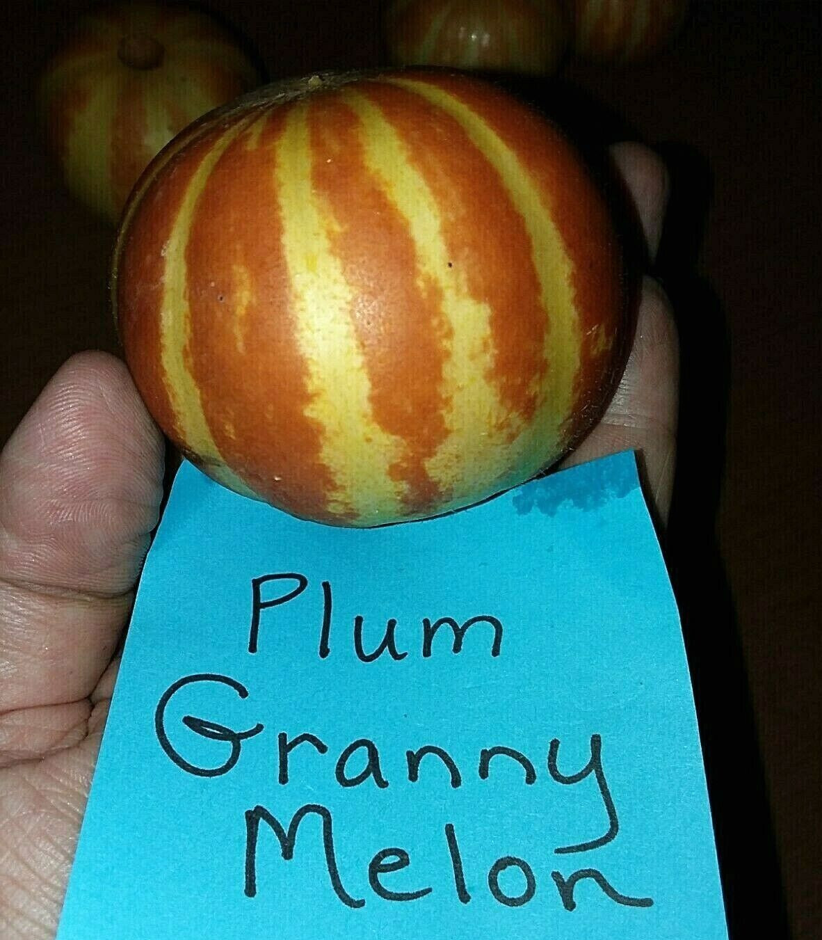 Plum Granny Melon Seeds – Mini Melon’s – 15 Seeds – Loads of fruit – Comb. S/H