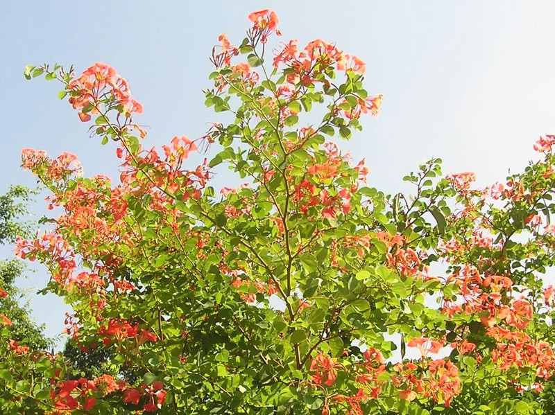 Bauhinia Galpinii rare RED ORCHID TREE exotic flower bonsai plant seed 25 seeds