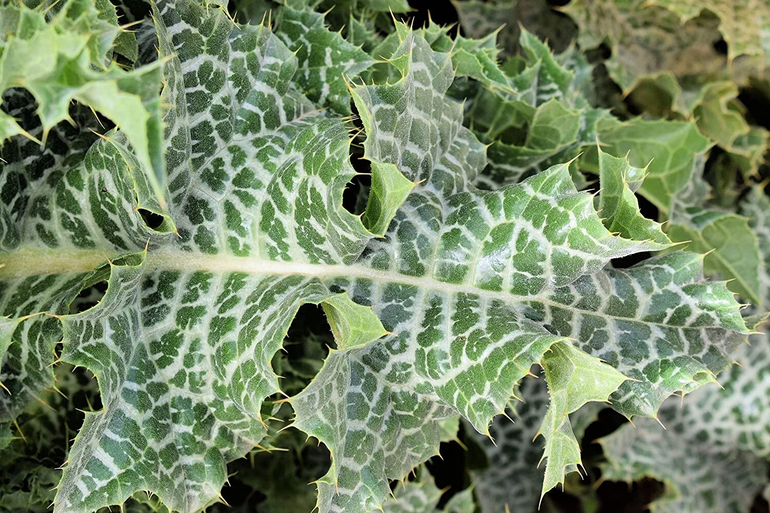 50 Holy Thistle Seeds for Planting Silybum marianum Blessed Plant Brings Favor