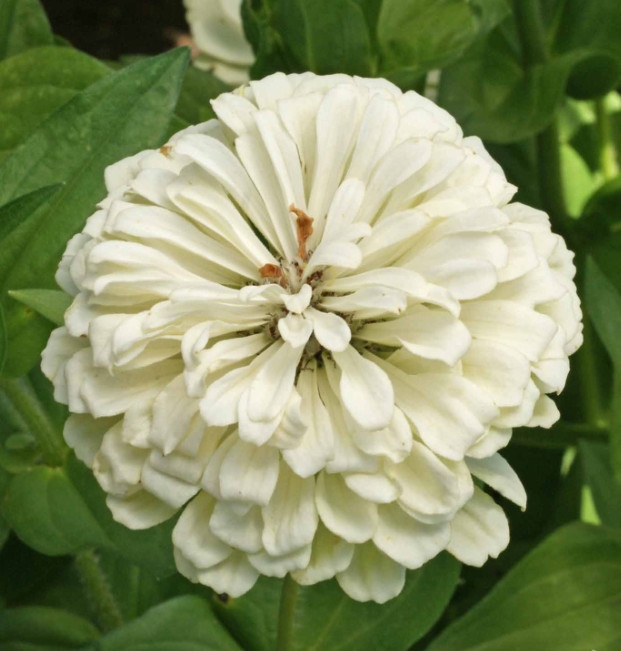 Cottage Garden Series SIMPLY ROMANTIC Flower Mix White Pink Bouquet 500 Seeds