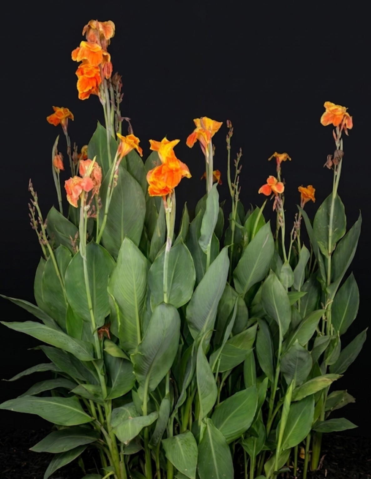 3 Canna Lily Rhizomes Live Bulbs Speckled Orange Yellow Flowers Tropical Plant