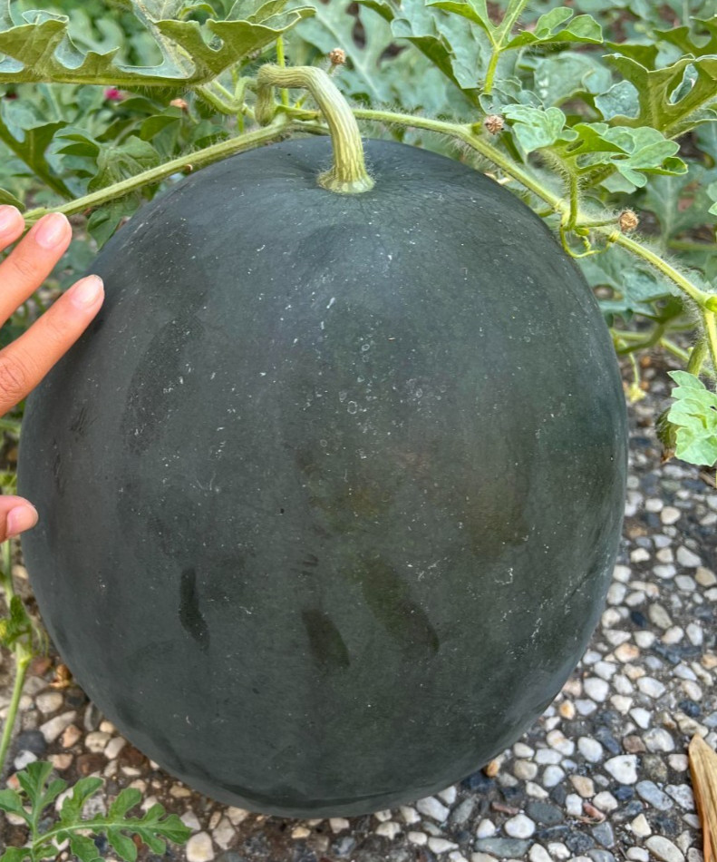 Sugar Baby Watermelon Seeds – Heirloom