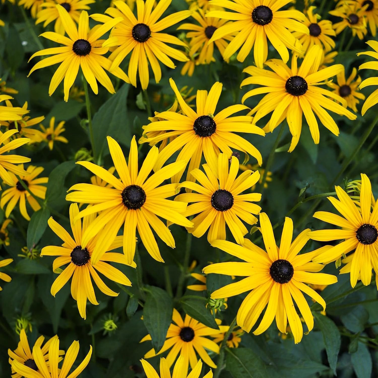 Black Eyed Susan Seeds, 7500+ Perennial Flower Seed to Plant Indoor & Outdoor, A