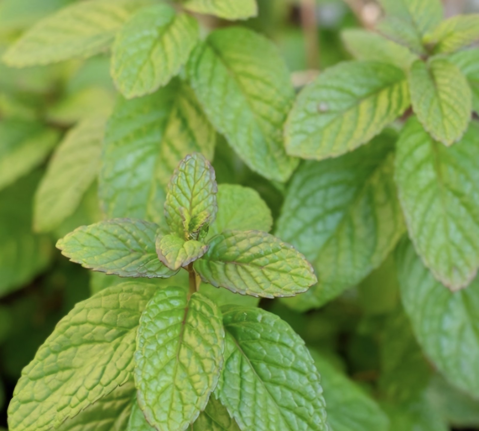 Spearmint SEEDS (Mentha spicata)