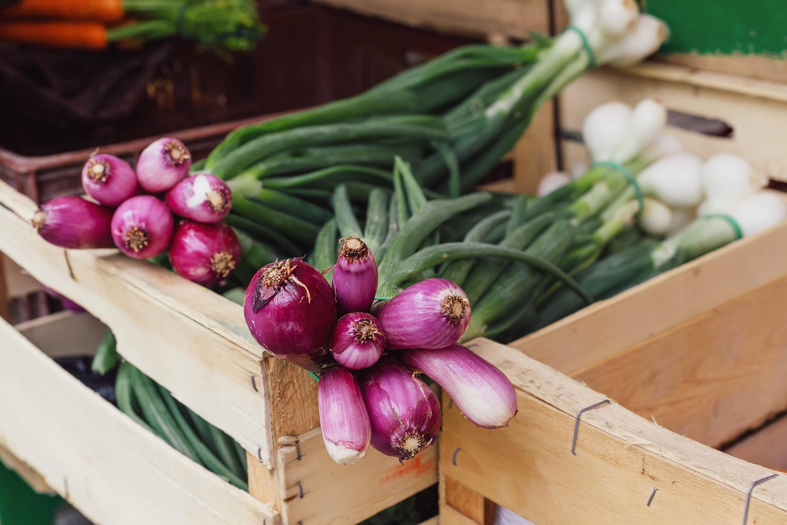 Red Welsh Bunching Onion Seeds Non-GMO, Tracked Shipping, Heirloom Vegetable