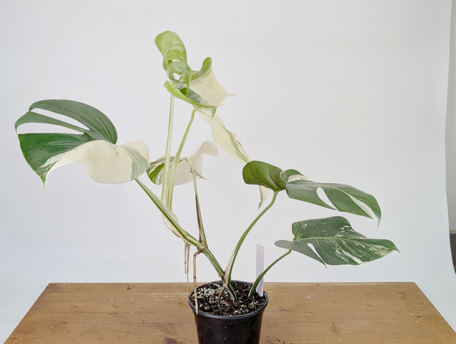 Monstera Albo Borsigniana Variegata – Exact Plant #26A – 6″ Pot
