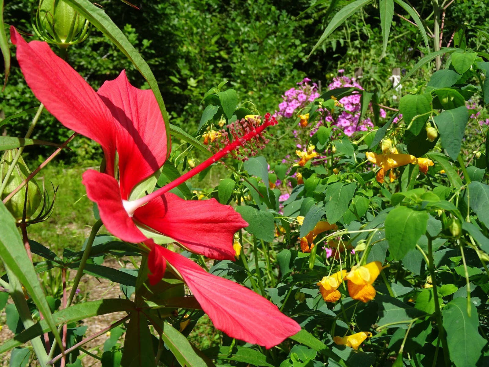Texas Star Hibiscus Rose Mallow H. coccineus Native Perennial 30 seeds 2024