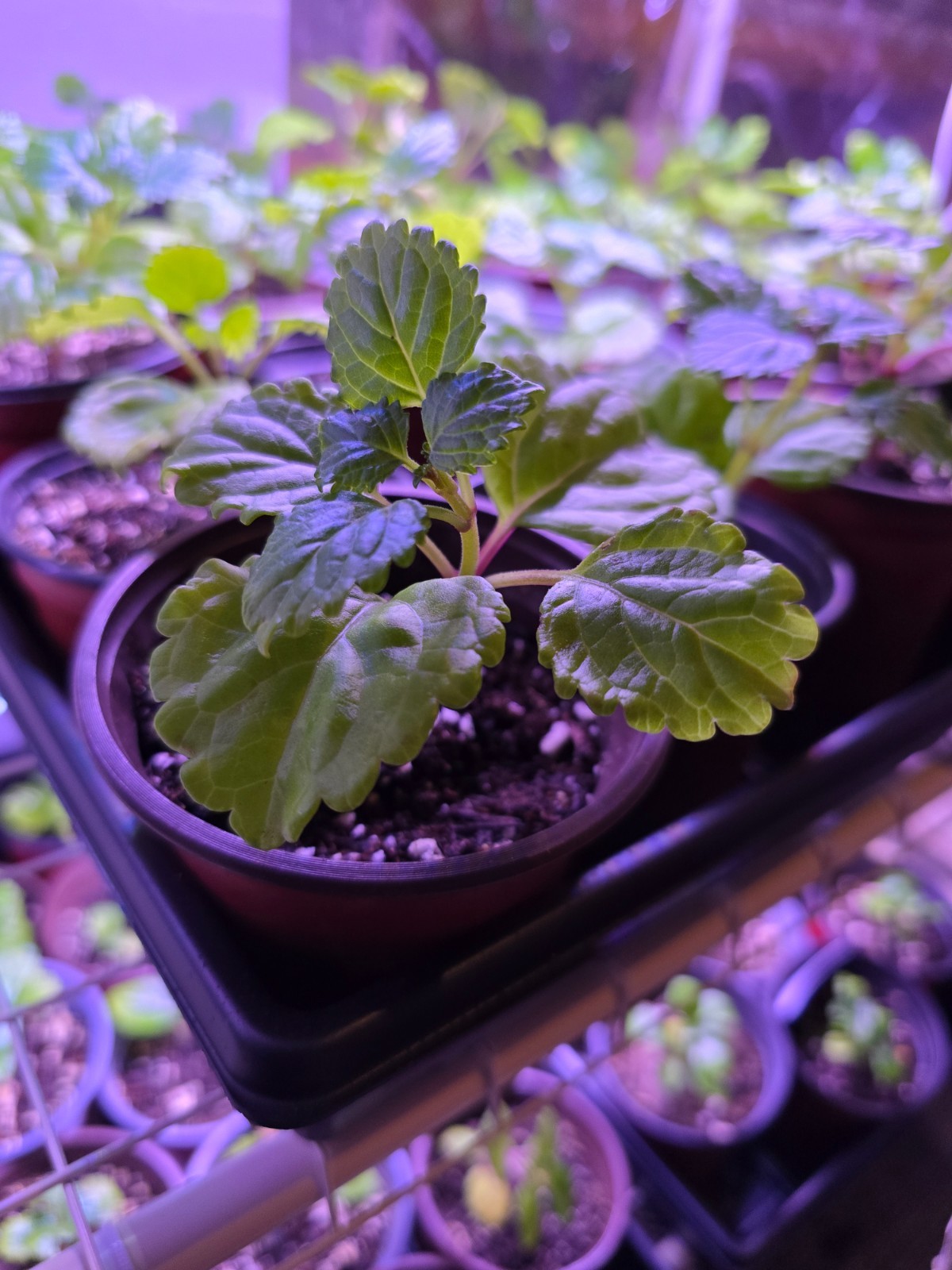 Swedish Ivy| Plectranthus Verticillatus| Live Plants Rooted in 4″ Nursery Pot