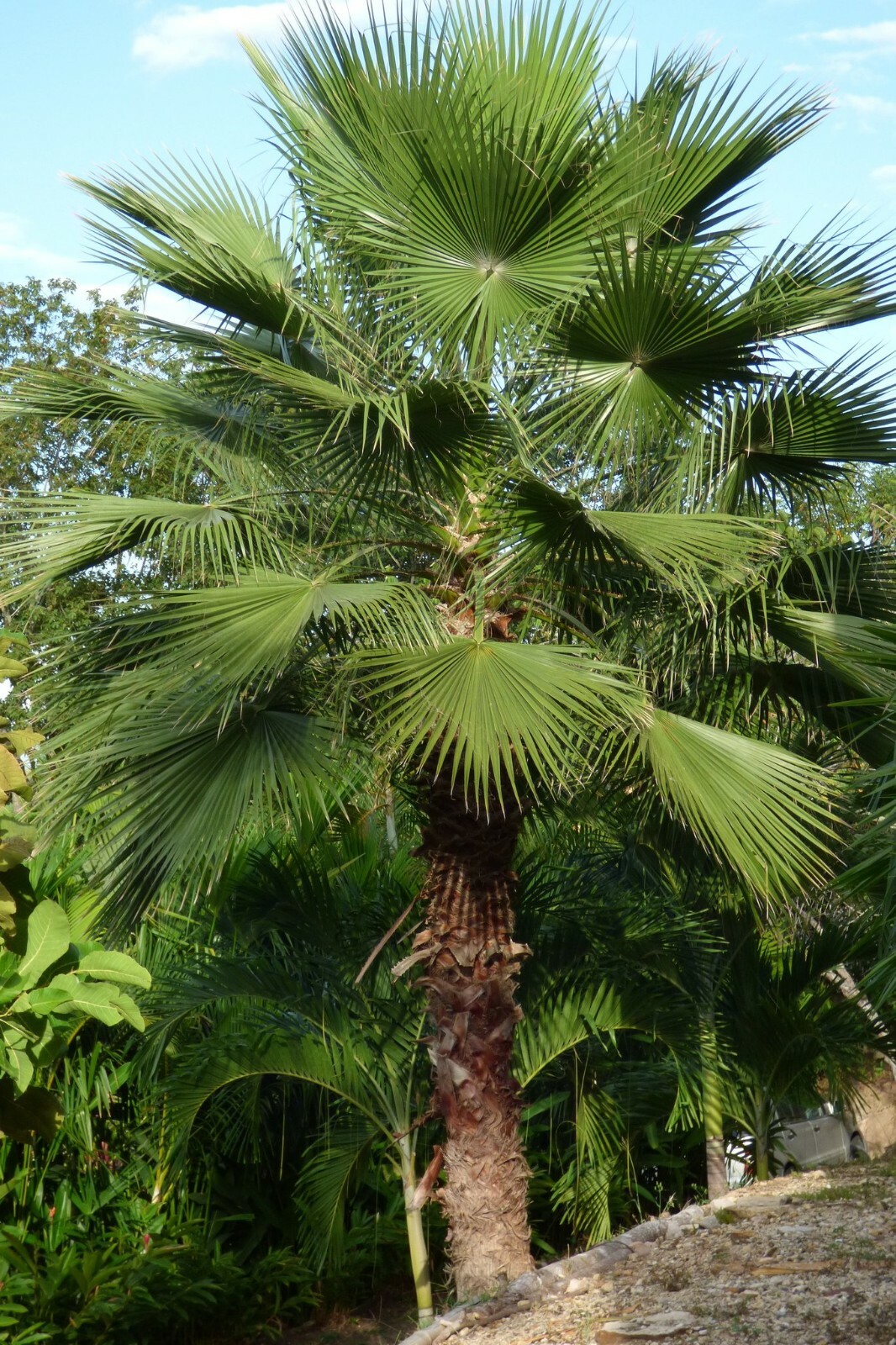 50+ MEXICAN FAN PALM TREE SEEDS, WASHINGTON ROBUSTA (012) Freshly Harvested 2023