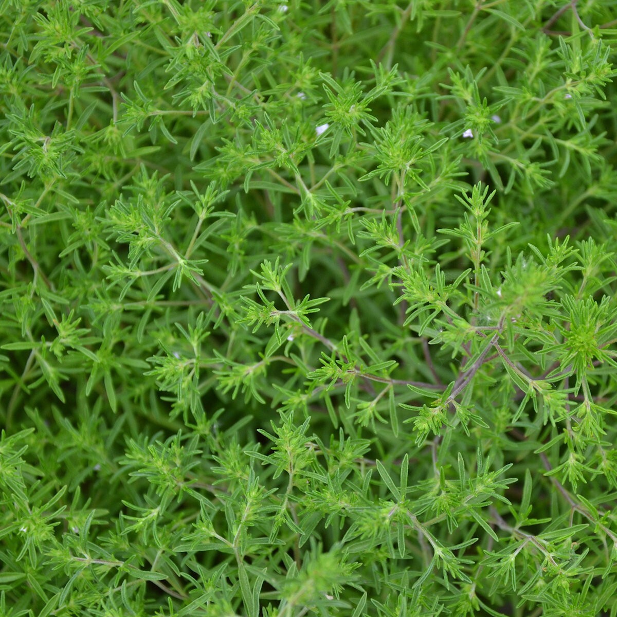 2000 Summer Savory Herb Seeds – Everwilde Farms Mylar Seed Packet