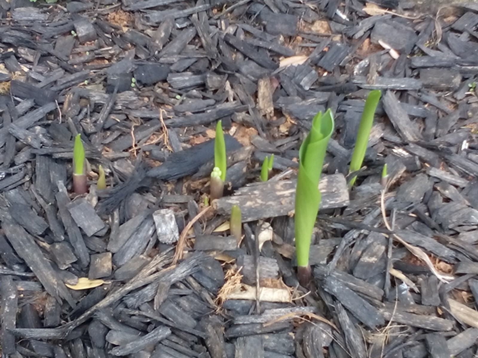 10 Rhizomes (Pips) Lily of The Valley, Convallaria Majalis,May Bells Mary’s Tear