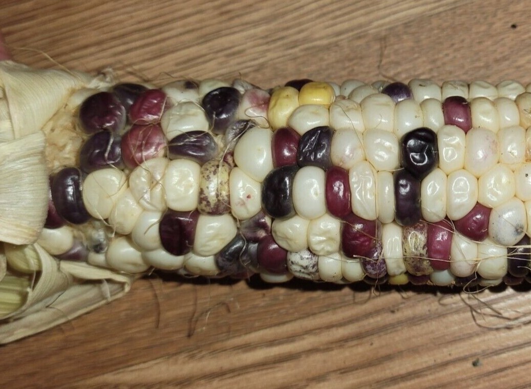 35+ ORGANIC Sweet Corn seeds Festivity USA-Grown NC. multicolor. Colored. Indian