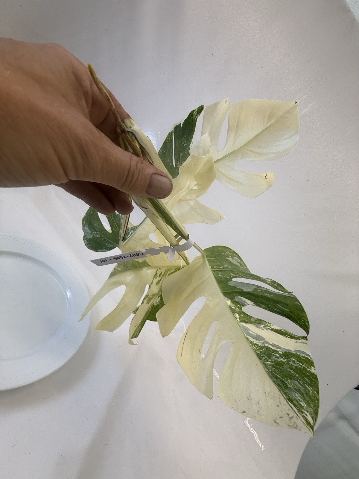 Monstera Albo top cutting EBAY-2606-101