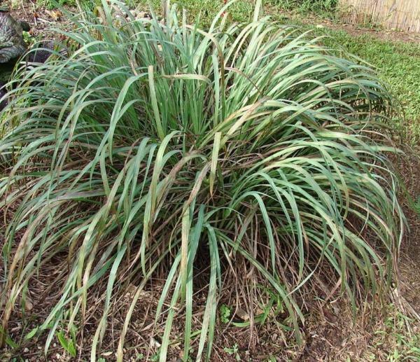 Cymbopogon citratus | West Indian Lemongrass | 100 Seeds