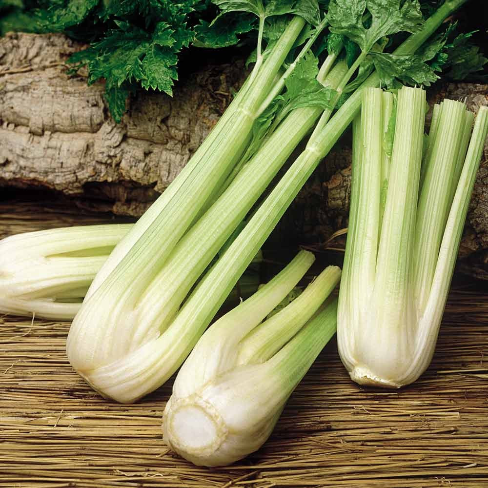 3000+ Golden Self Blanching Celery Seeds — Heirloom — Organic — FRESH