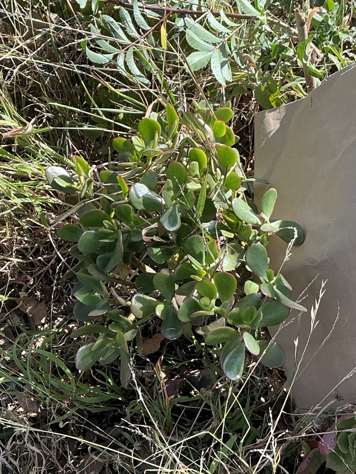 healthy jade plant with roots, Around 16” To 17” tall, rooted
