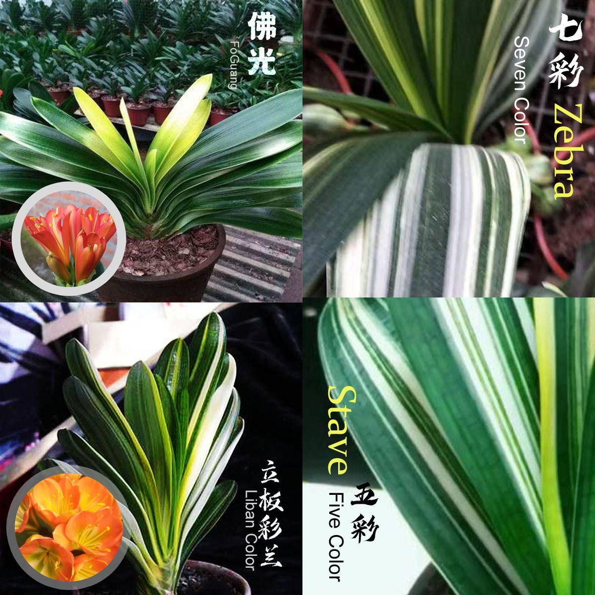 Clivia Seeds-Clivia Miniata Seeds PingWeiLv FuLun Madarin Duck Blood 5 pcs