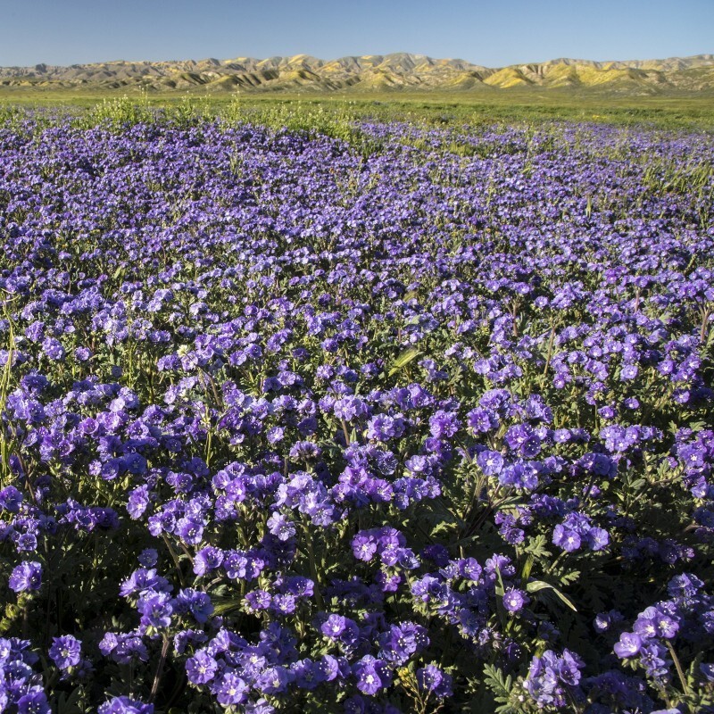 1000+ LACY PHACELIA SEEDS — PURPLE TANSY FLOWER — FRESH