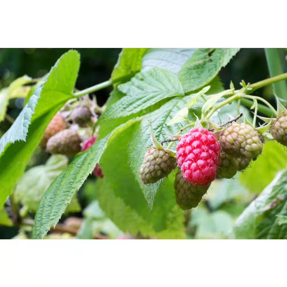 1 Gal. Tulameen Raspberry (Rubus) Live Fruiting Plant (1-Pack)